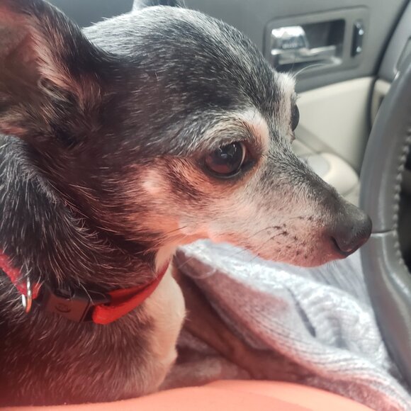 The Pepe' Animal Foundation !!!!! - Picture 2 of 12